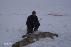2009-Coyotes-taken-by-Neal-Brannock-with-Calls-M-All-scaled
