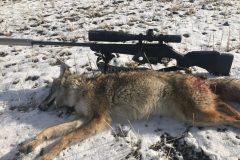2017-Idaho-Coyote-Brandon-A-scaled