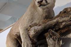 Cougar-called-in-by-Bruce-H