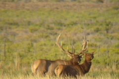 Utah-Bull-Elk-with-Cow-Elk-scaled