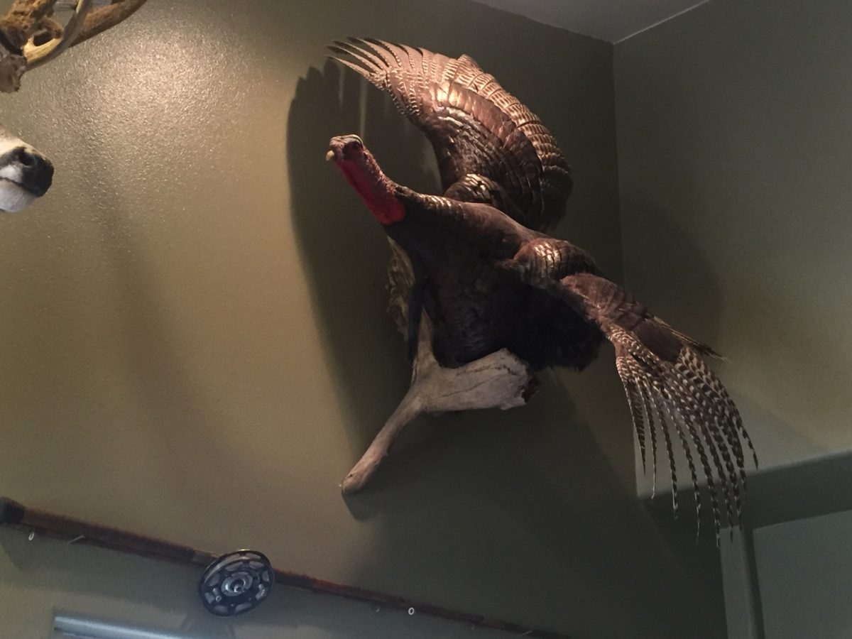Mounted wild turkey taxidermy on wall