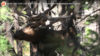 MUST SEE THIS! LIVE ELK FOOTAGE – Bull and Cow Elk coming to the Dominator Game Call