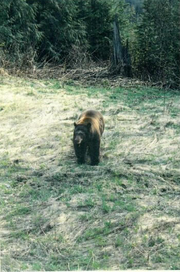 Brown-phase black bear called in