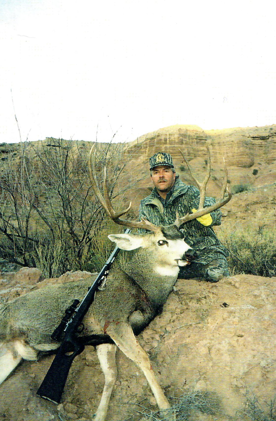 Mule deer buck · call visible on the rock