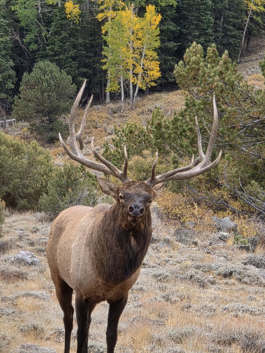 Bull elk with large antlers in autumn