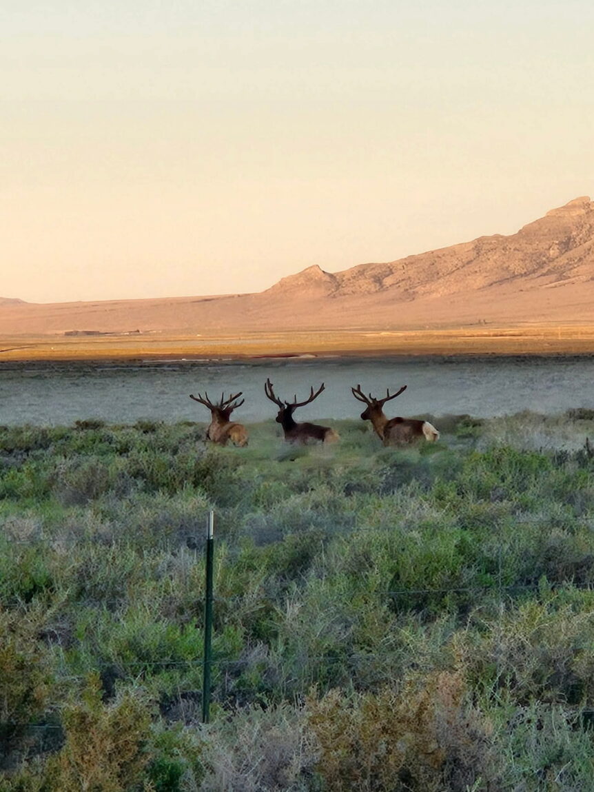 Three elk by lake with mountains