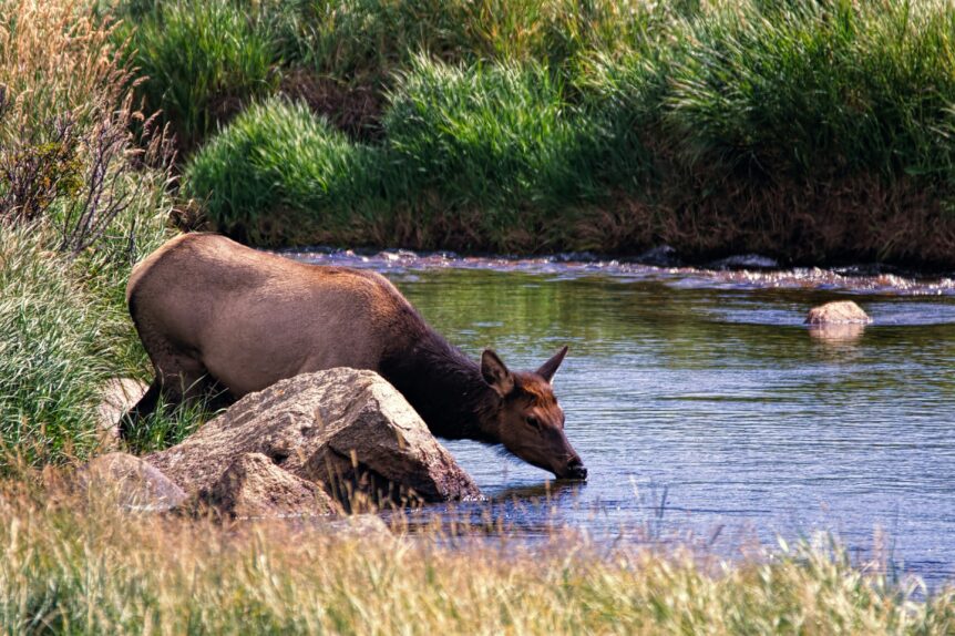 Elk drinking from stream near grassy bank