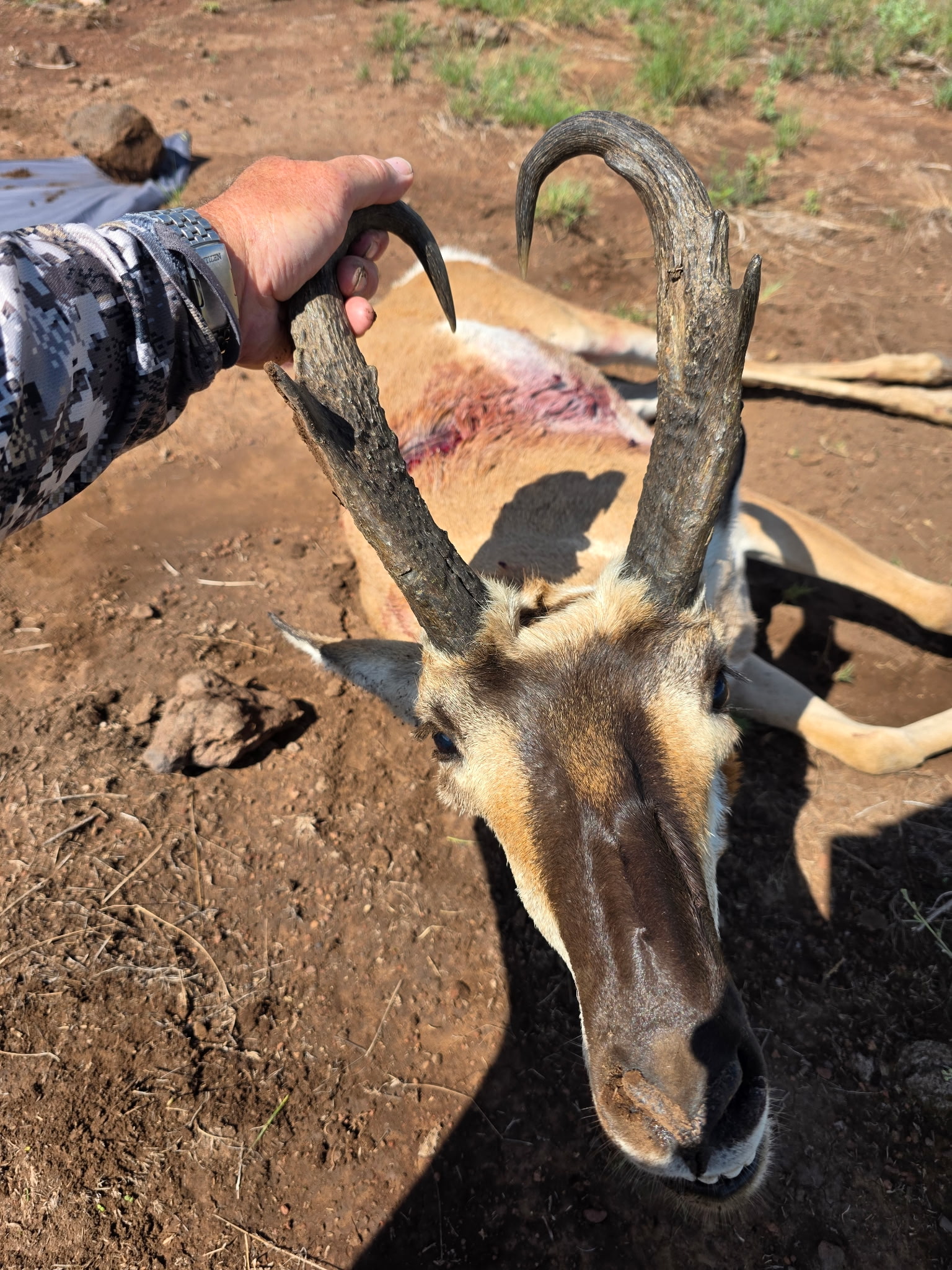 Bruce holding horns